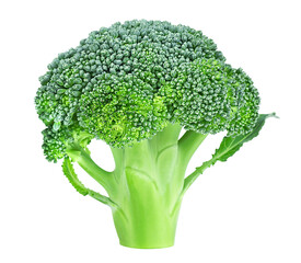 Piece of fresh broccoli isolated on a white background. Fresh raw broccoli.