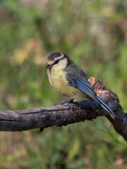Side view of juvenile blue tit bird sitting on a dry branch facing left with blurred vegetation in the background