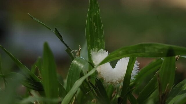 lagarta branca peluda passeando pelo jardim, passando por folhas, capturada de perto com lente macro.