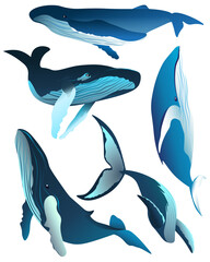 Set of vector illustrations of whales