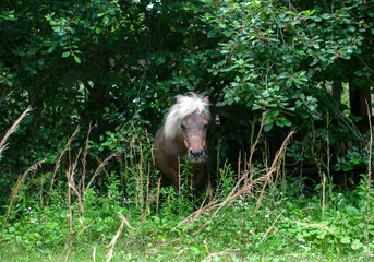 Mini horse coming out of woods.