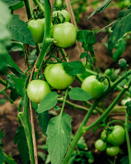 Green unripe tomatoes in greenhouse. Growing organic tomatoes in the garden, Summer season