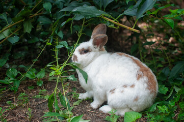Rabbit eating leaves.