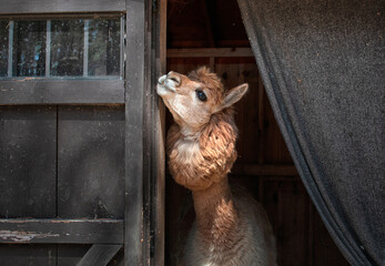 Alpaca in barn.