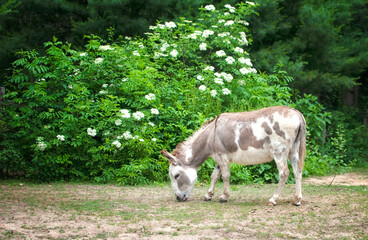 Donkey near flowering shrub