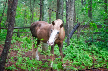 Horse in woods.