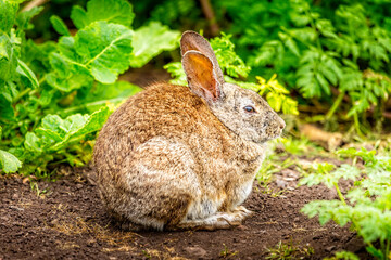 Wild cotton tail rabbit sitting in the gras