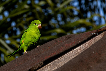 Green bird on a roof