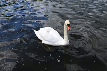 swan in the summer in nature