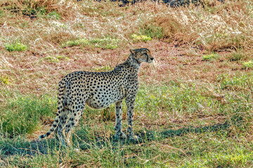 Tanzania, Serengeti park - Cheetah.