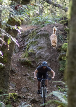 Trail dog chasing owner on mountain bike down a rock in the woods. 