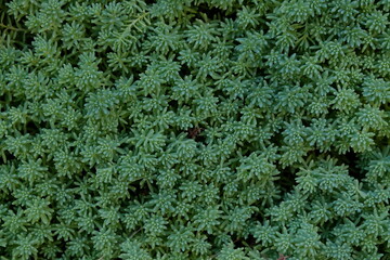 solid texture of small succulent plants close up