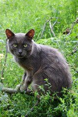 Naklejka na ściany i meble a stray gray cat with green eyes sitting on a broken branch 