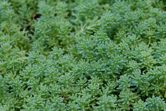 solid texture of small succulent plants close up