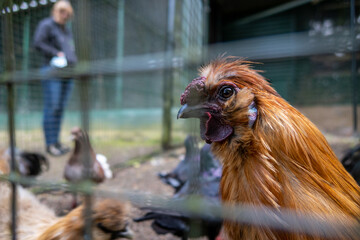 some exotic golden brown chickens are in a cage
