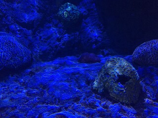 coral bajo luz azul