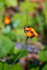 Mouseear Hawkweed, yellow orange wildflower close-up