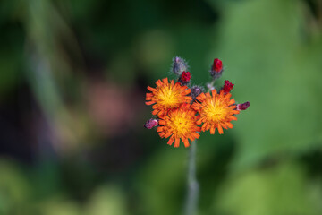 Mouseear Hawkweed, yellow orange wildflower close-up