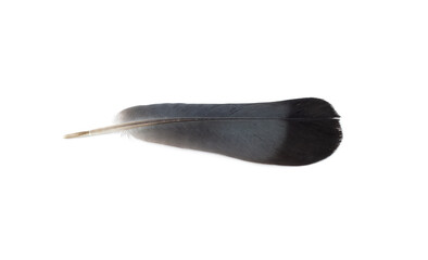 Bird or pigeon black feather on isolated white background top view