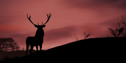 Silhouette of a deer in the woods at sunrise