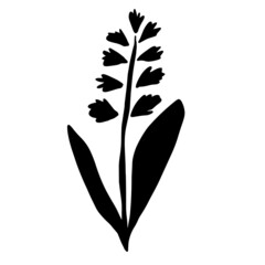 Hyacinth flower illustration. Simple hand drawn illustration in doodle style. 
