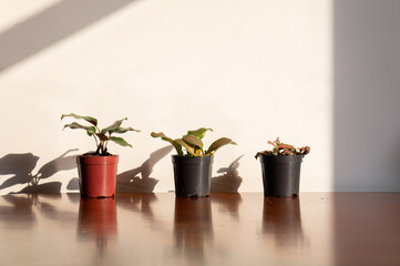 Three aligned houseplants, on top of a wooden table, receiving direct sunlight. Clean and minimalist style, copy space above.