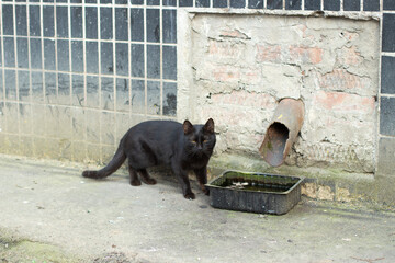Black cat on the street. The cat was left without a home.