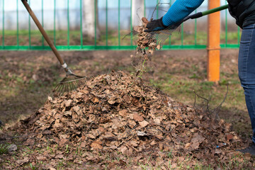 Cleaning of leaves with a rake. Cleaning the area from fallen leaves.
