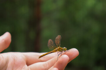 An orange dragonfly with golden wings sits on a man's hand. A beautiful yellow insect. Background photo.