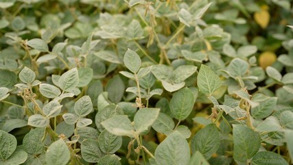 Young soybean plants growing in cultivated field. Soybeans grow in the field.