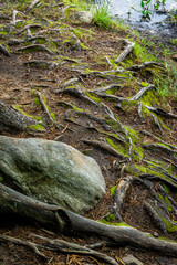 Tree roots exposed above ground and rock on the bank of a lake