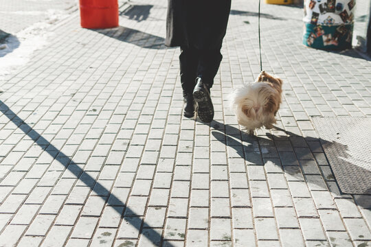 A tibetan spaniel standing outdoor. Man's legs with dog walking on a street