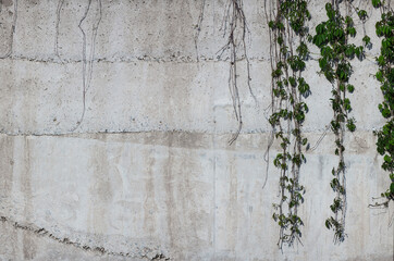 Concrete sunny wall with drips and green leafs