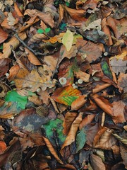 autumn leaves on the ground