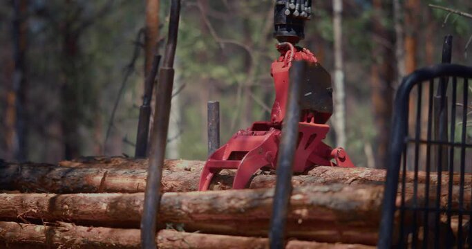 A trailer loaded with trunks of cut trees is moving through the forest.
