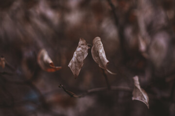 Dry brown autumn leaves hanging on the tree. Autumn mood and details of nature