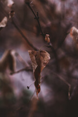 Dry brown autumn leaves hanging on the tree. Autumn mood and details of nature