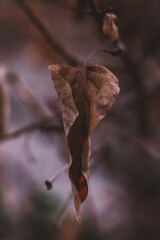 Dry brown autumn leaf hanging on the tree. Autumn mood and details of nature
