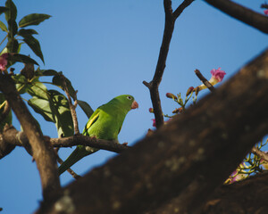 blue and yellow macaw