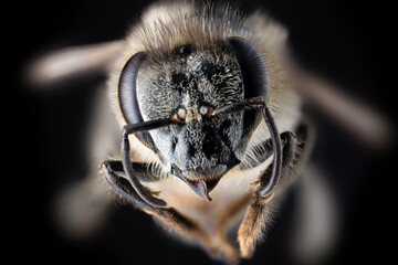 an extreme macro for a bee