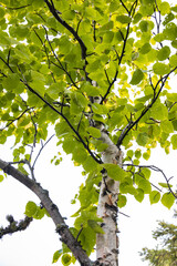 Green leaves on a tree