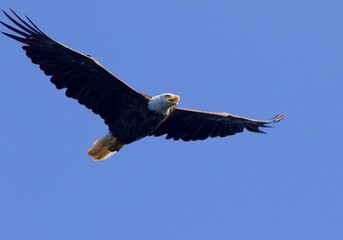 Flying American bald eagle