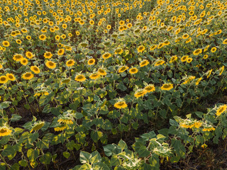 Obraz premium Blossom of sunflower at farm. Yellow flowers in agriculture