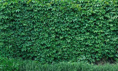 Green wild grape wall with grass