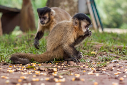 Macaco Prego - Sapajus gender - Mato Grosso - Brazil Stock Photo