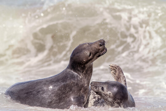 Animal friendship. Breeding pair of seals having fun before mating.