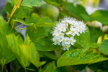 Small white flower cluster and green leaves background, close-up