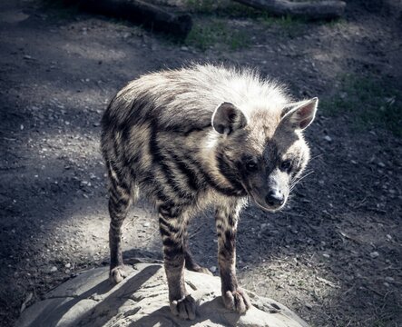 Hyena At The Ft. Worth Zoo