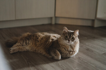 Fototapeta na wymiar Cute tabby cat lying on floor at home