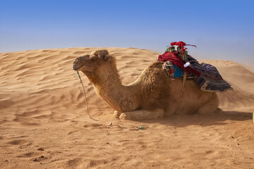 Dromedary Camel sits on the sand in the Sahara Desert, resting.